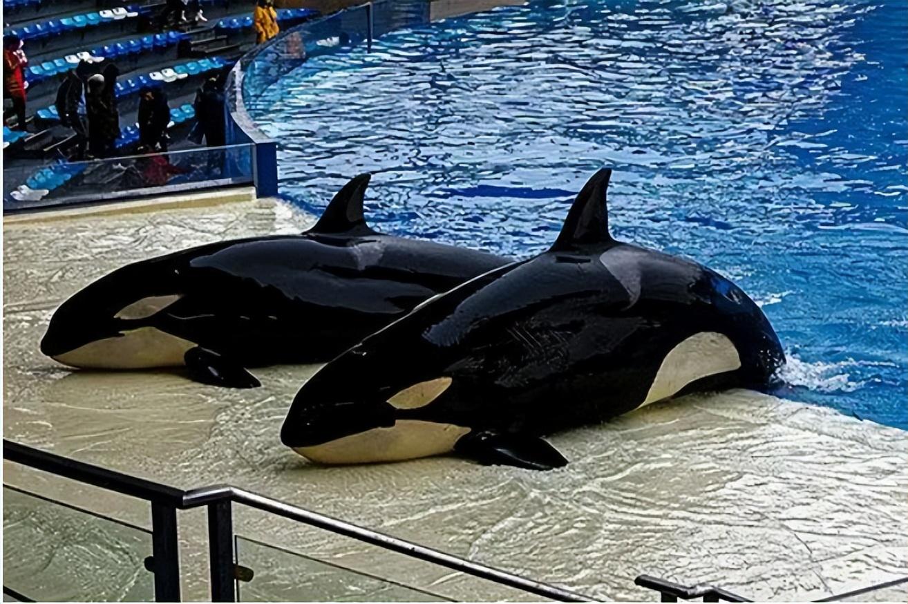 回顾:珠海长隆成功繁育虎鲸!出生就有400斤,从小圈养真的好吗?