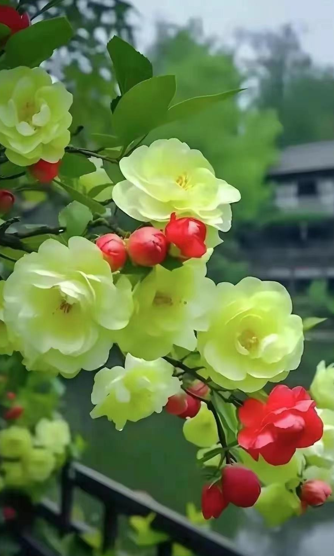 绿海棠开春意浓,繁花似锦映晴空