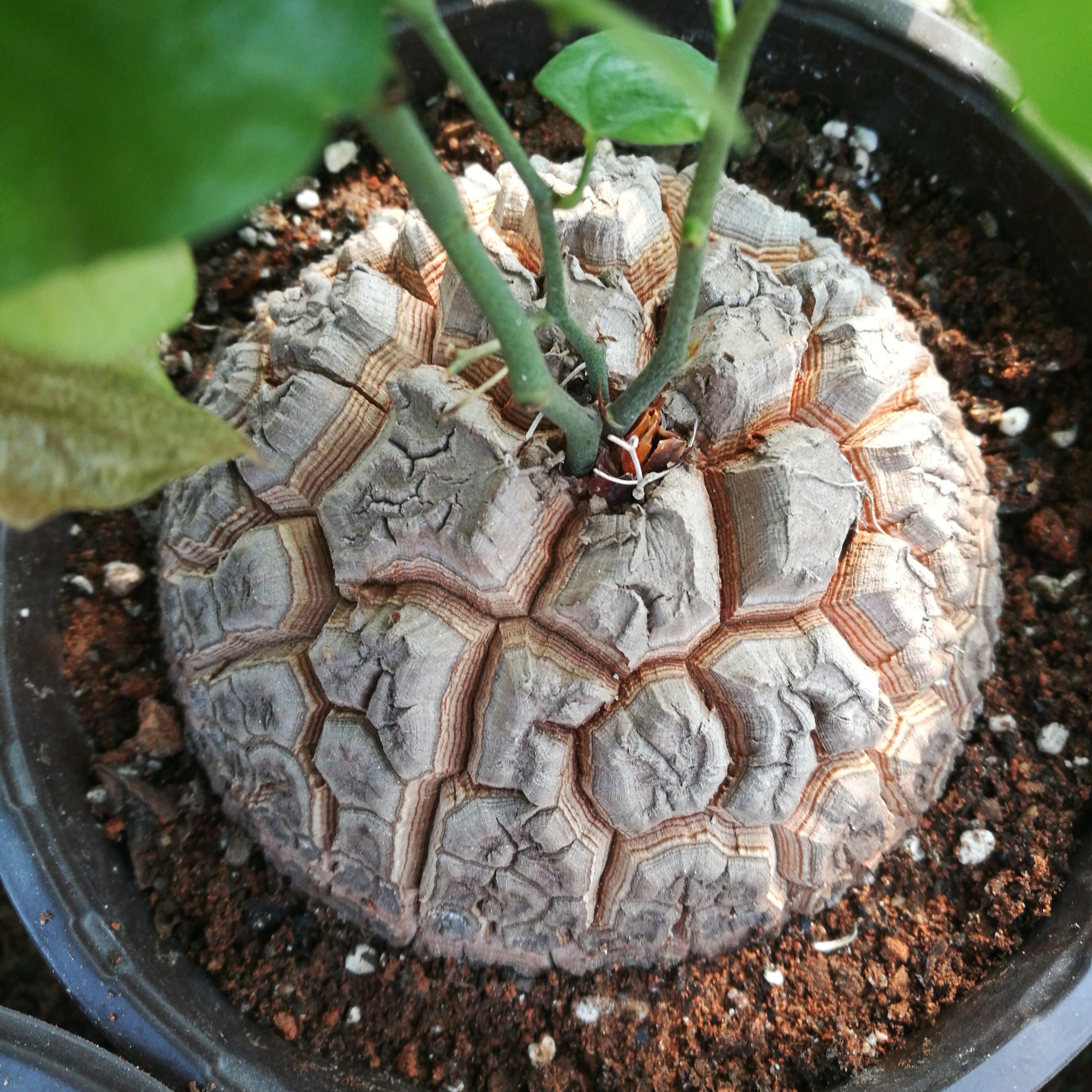 13种昂贵花开花魅力无穷可价格太高养得起的人非富即贵