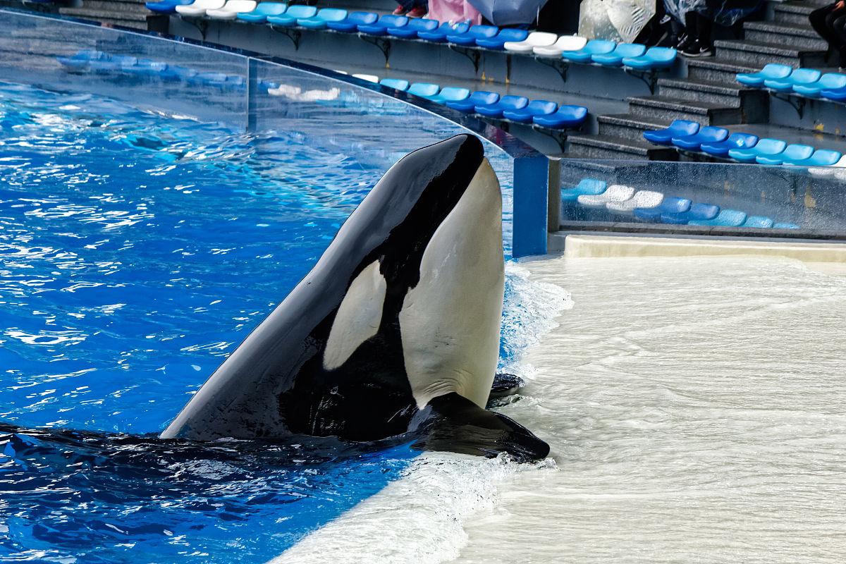 回顾:珠海长隆成功繁育虎鲸!出生就有400斤,从小圈养真的好吗?