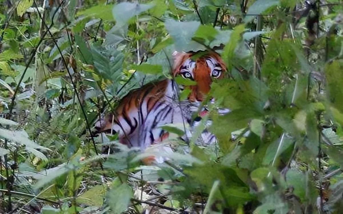 回顾那个因拍假老虎被判刑2年的陕西农民后来怎样了