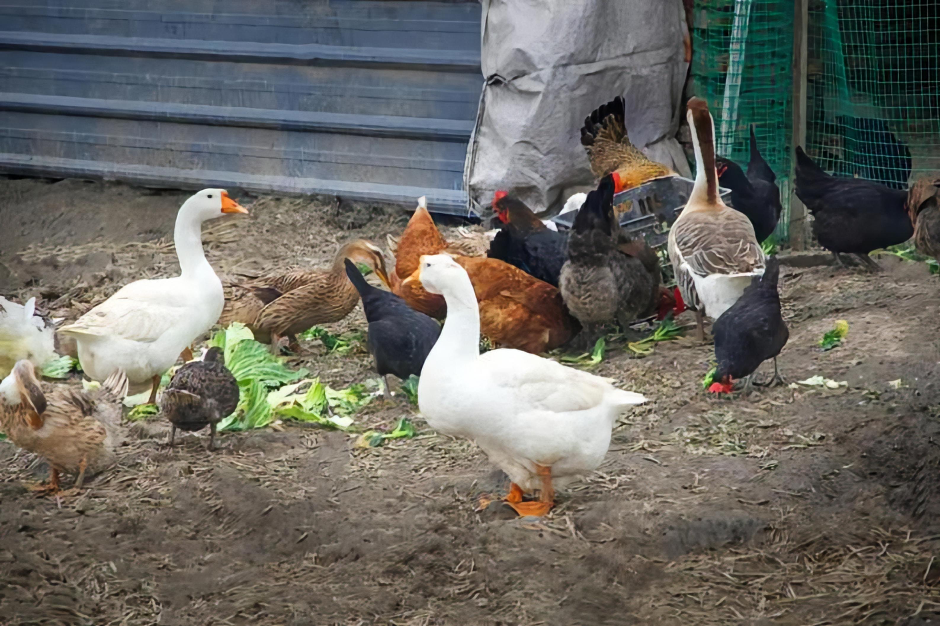 回顾:将鸡,鸭,鹅从高处扔下,做自由落体运动,可安全着陆吗?