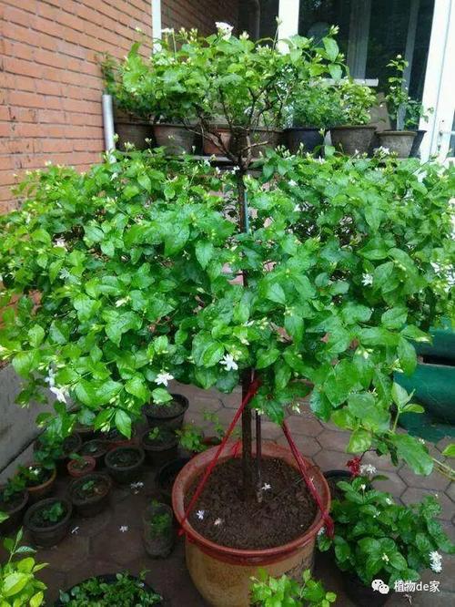茉莉花的养殖和浇水技巧