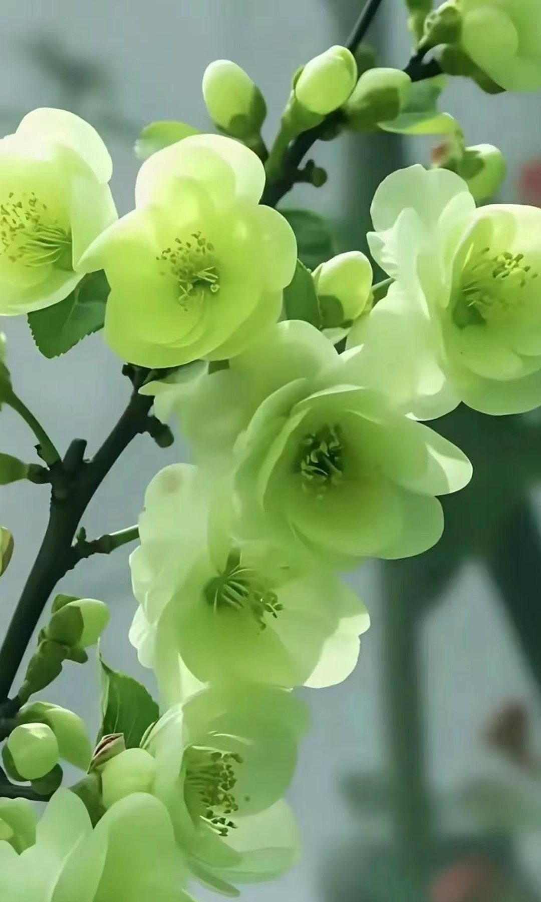 绿海棠开春意浓,繁花似锦映晴空