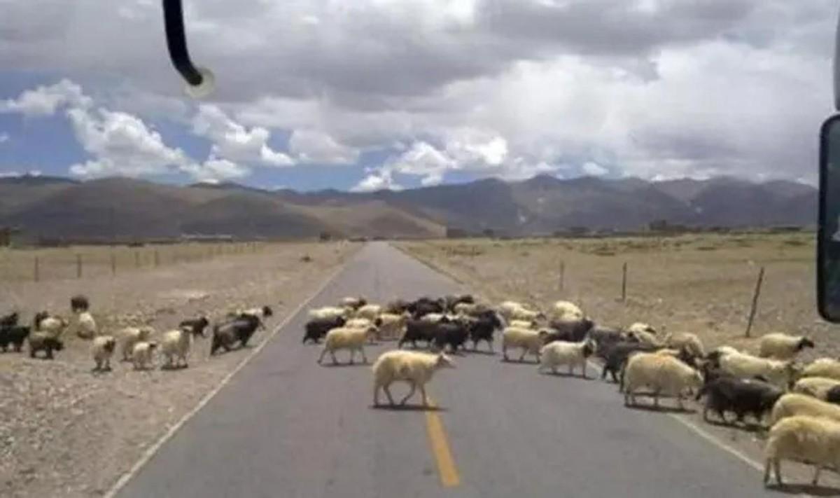 回顾内蒙4位牧民和700多只羊离奇消失,警方苦寻无果,4只羊立大功