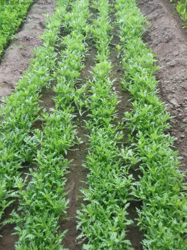 茼蒿的播种季节及其种植技巧