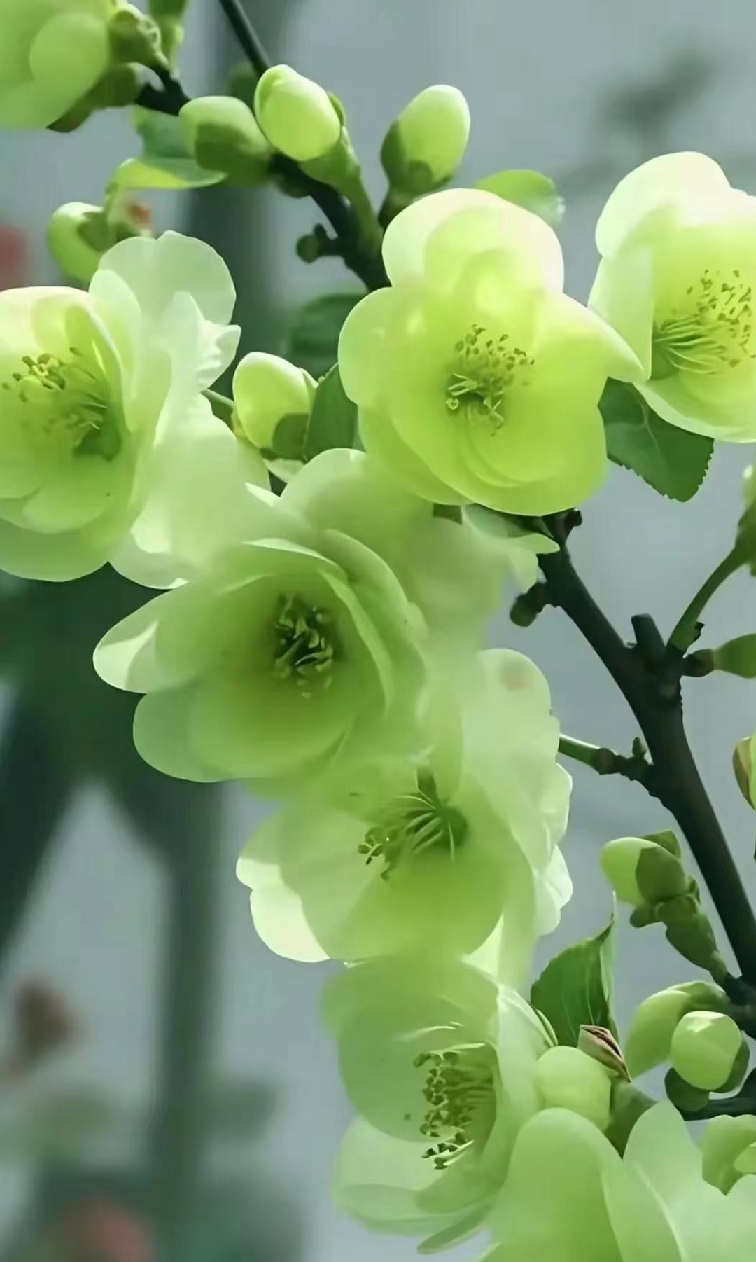 绿海棠开春意浓,繁花似锦映晴空