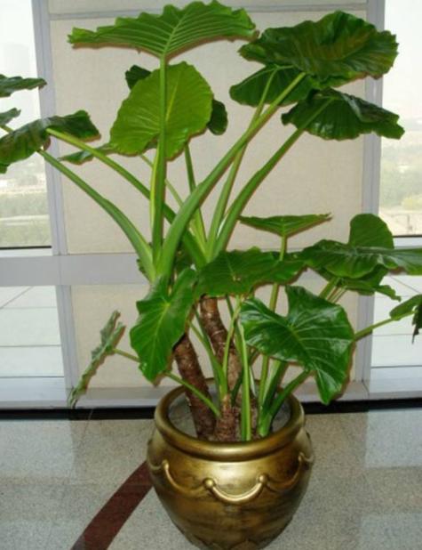 山药豆的养殖方法和注意事项