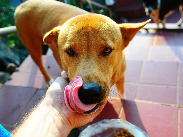 为什么女生喜欢养"大型犬"?无非就是这几个原因