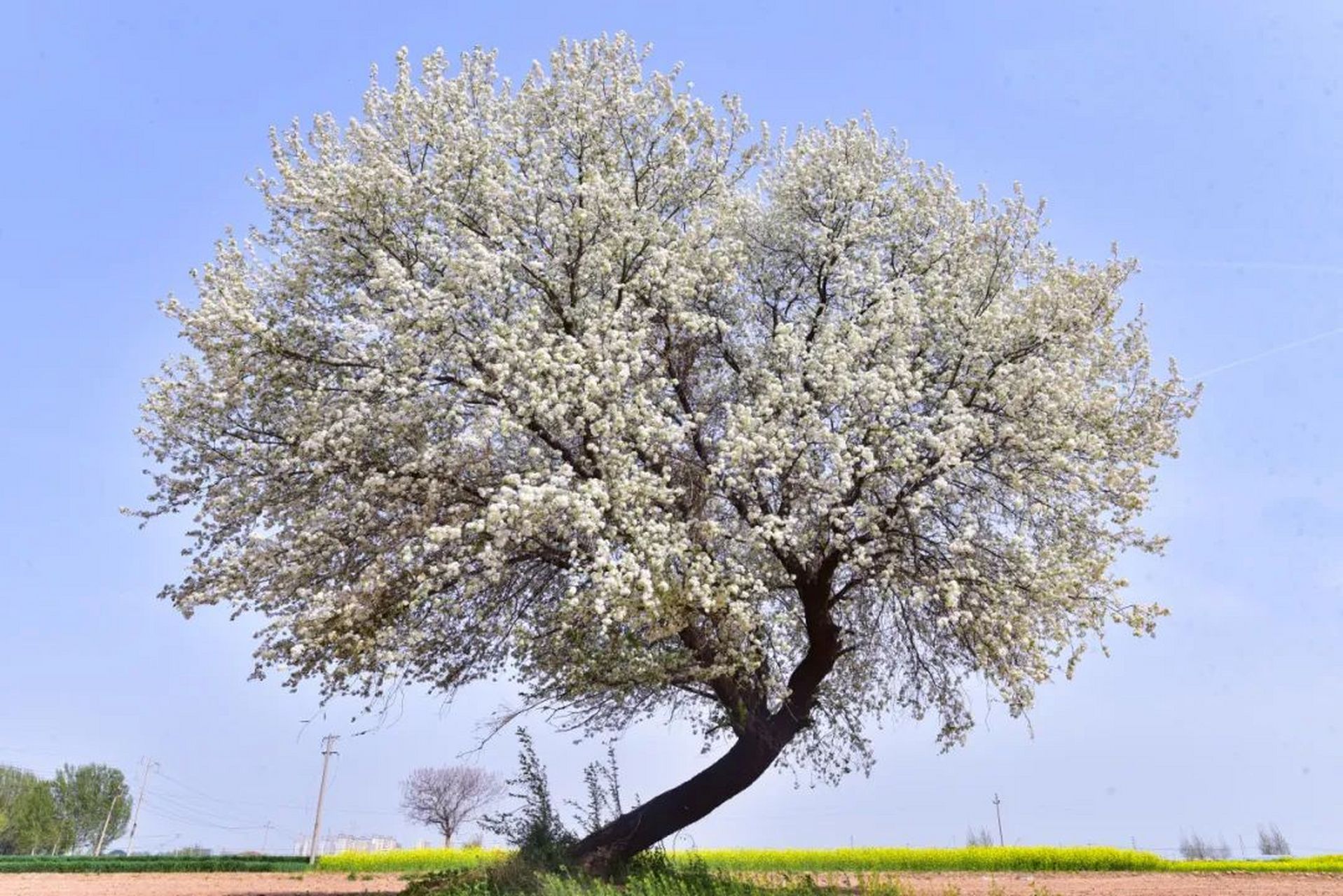 在肥乡辛安镇,孤独的杜梨树百年守候沙土地.花开如雪飘洒七日间!
