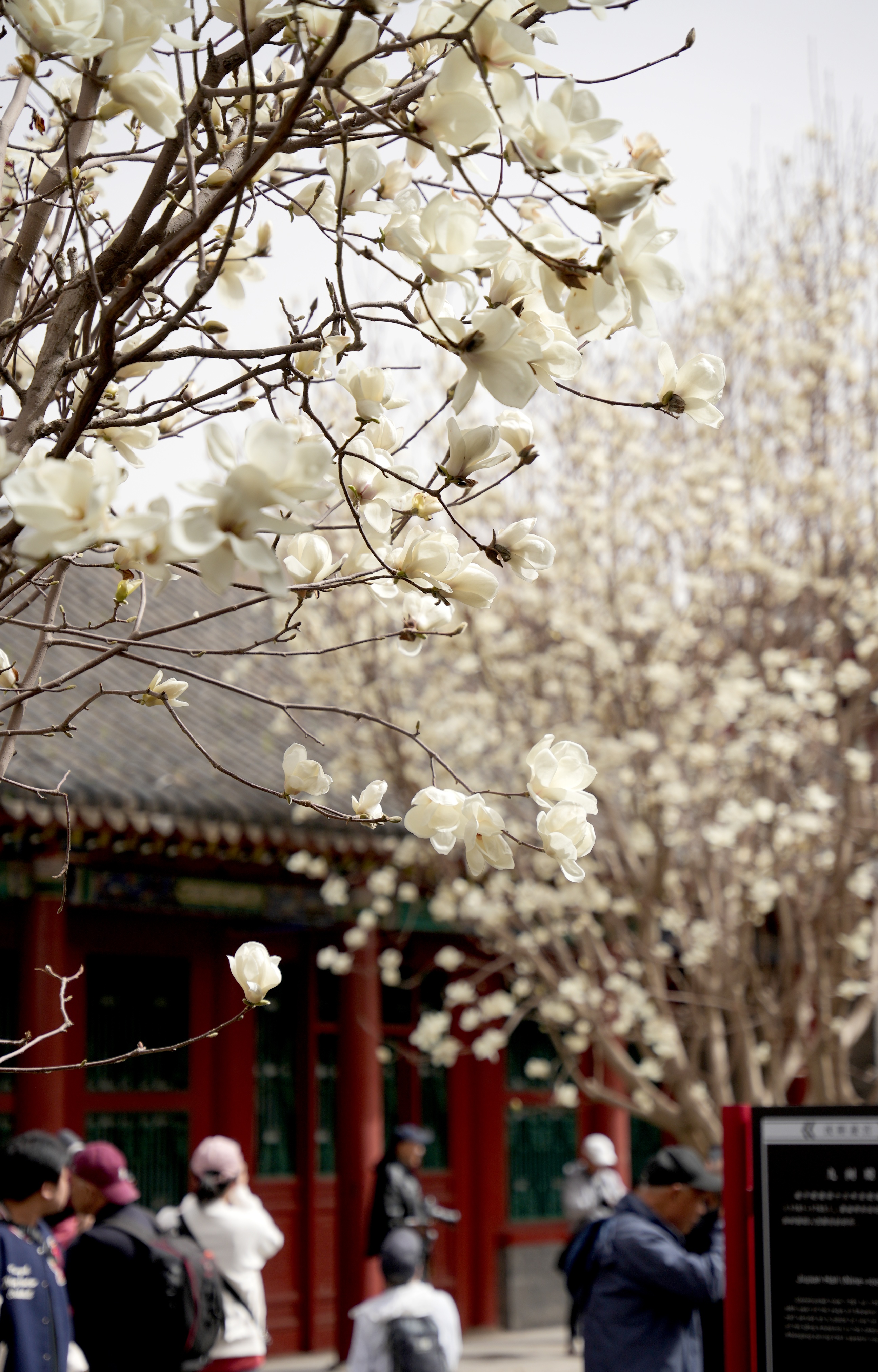 「2024爱沈阳·春天花正开」沈阳故宫的花海等你来:白玉兰洁净素雅