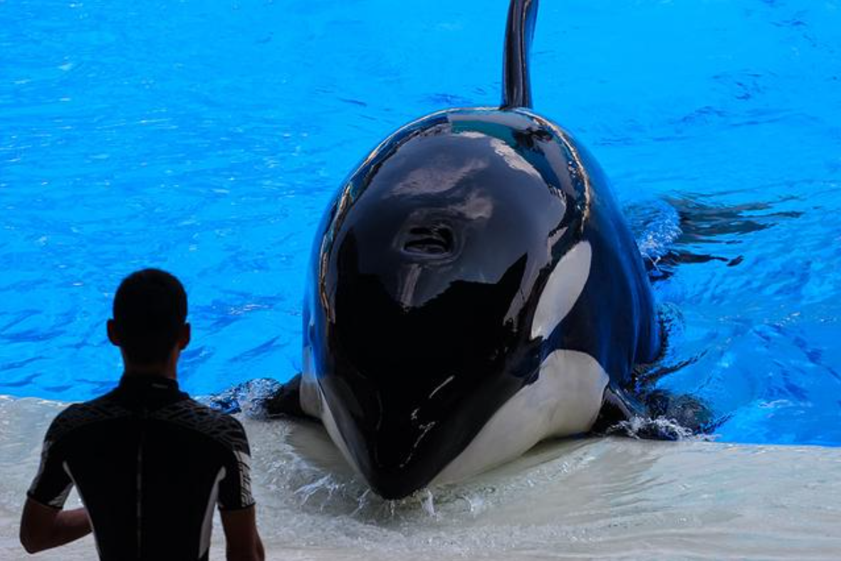 回顾:珠海长隆成功繁育虎鲸!出生就有400斤,从小圈养真的好吗?