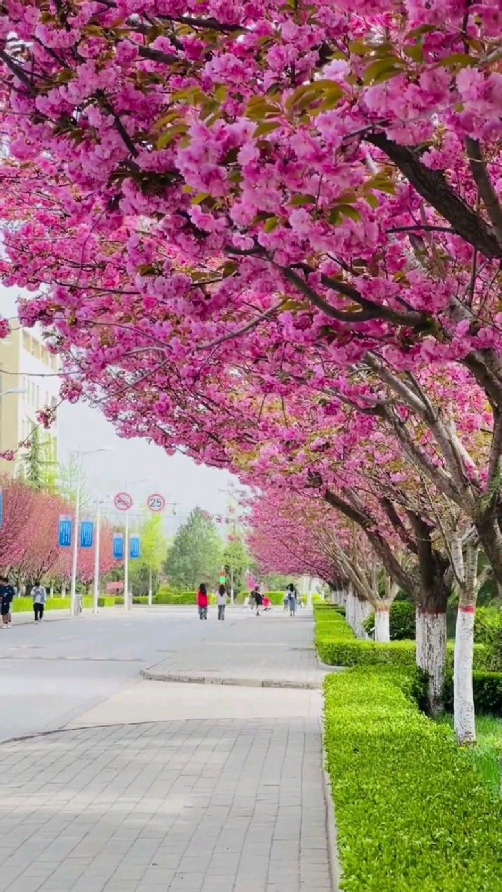 甘肃第二大城市庆阳最高学府陇东学院,校园樱花盛开,风景太美了