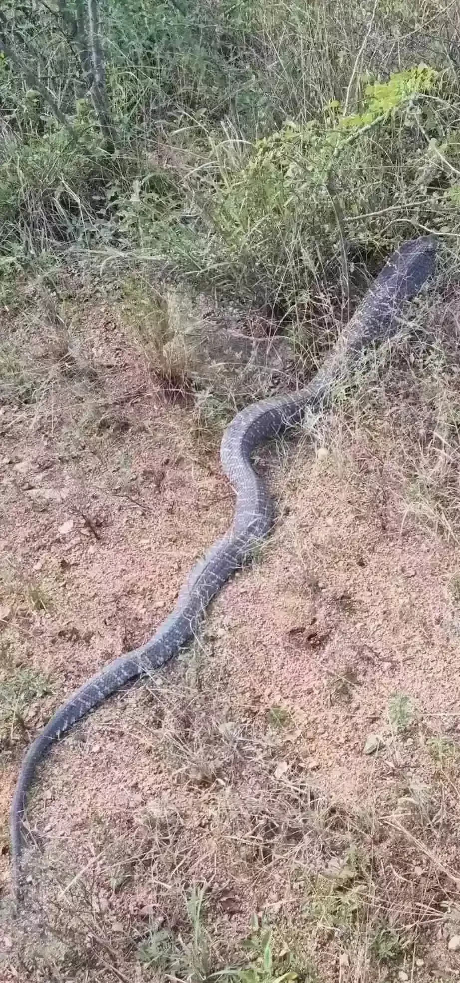 蛇没打死真的会复仇吗