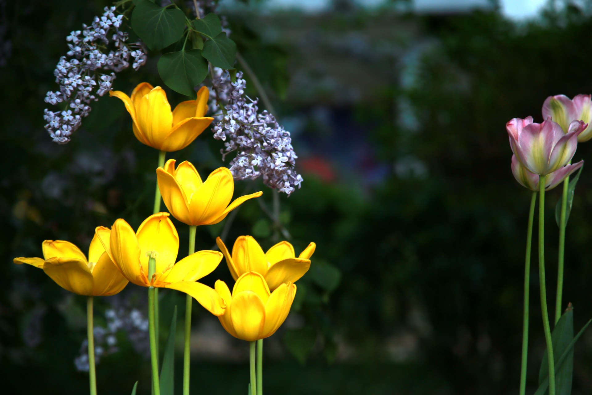 有一种美好叫辽宁##辽宁好网民守法好公民# 郁金香的香味同样令人