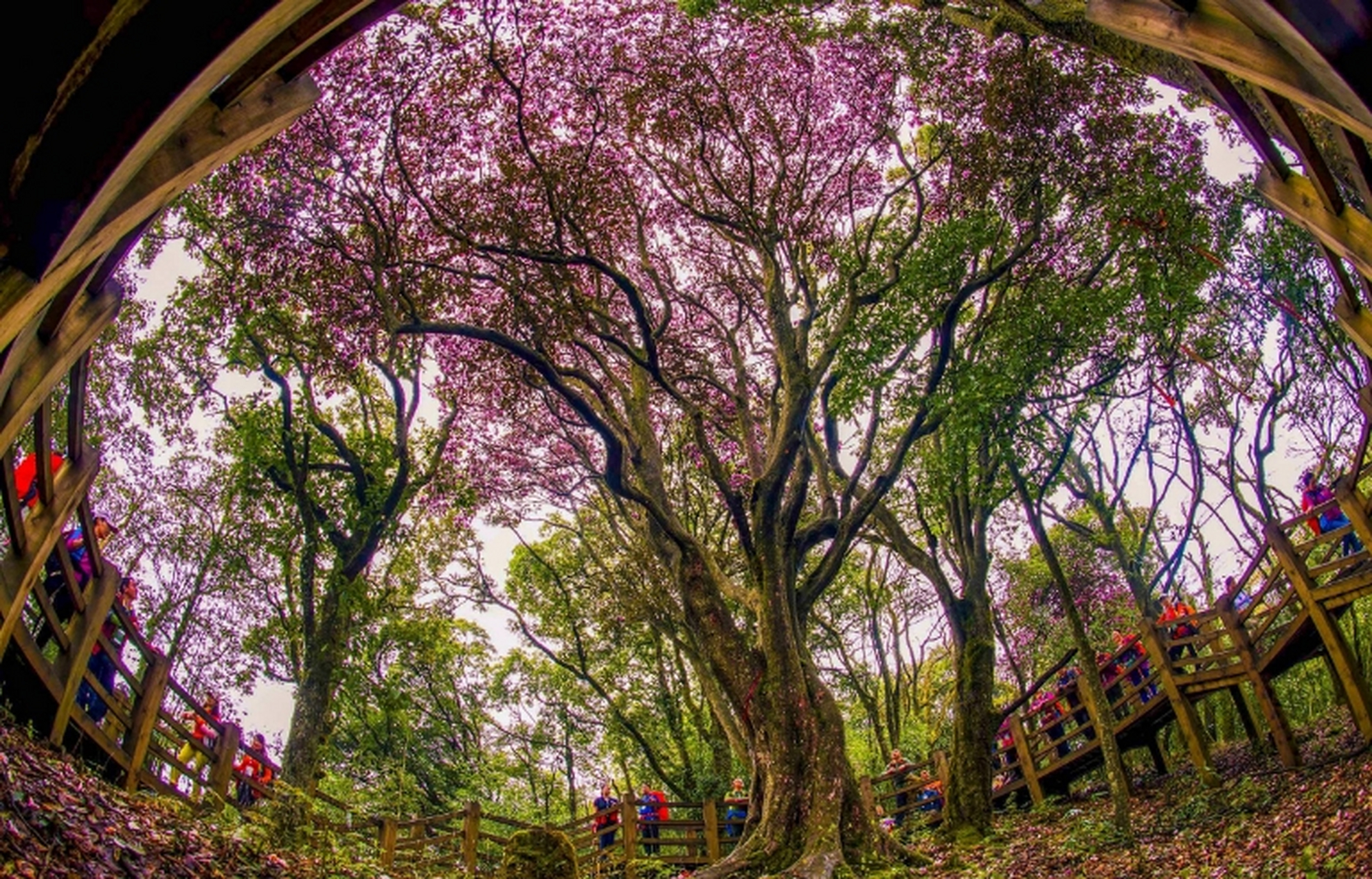 重庆十大赏花胜地  01,南山植物园:春季樱花,梅花,郁金香和山茶花竞相