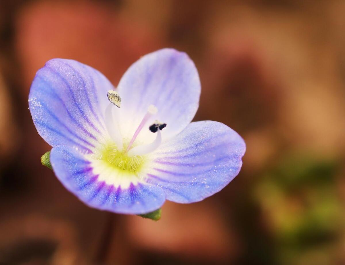 春天大野地里的蓝色小花
