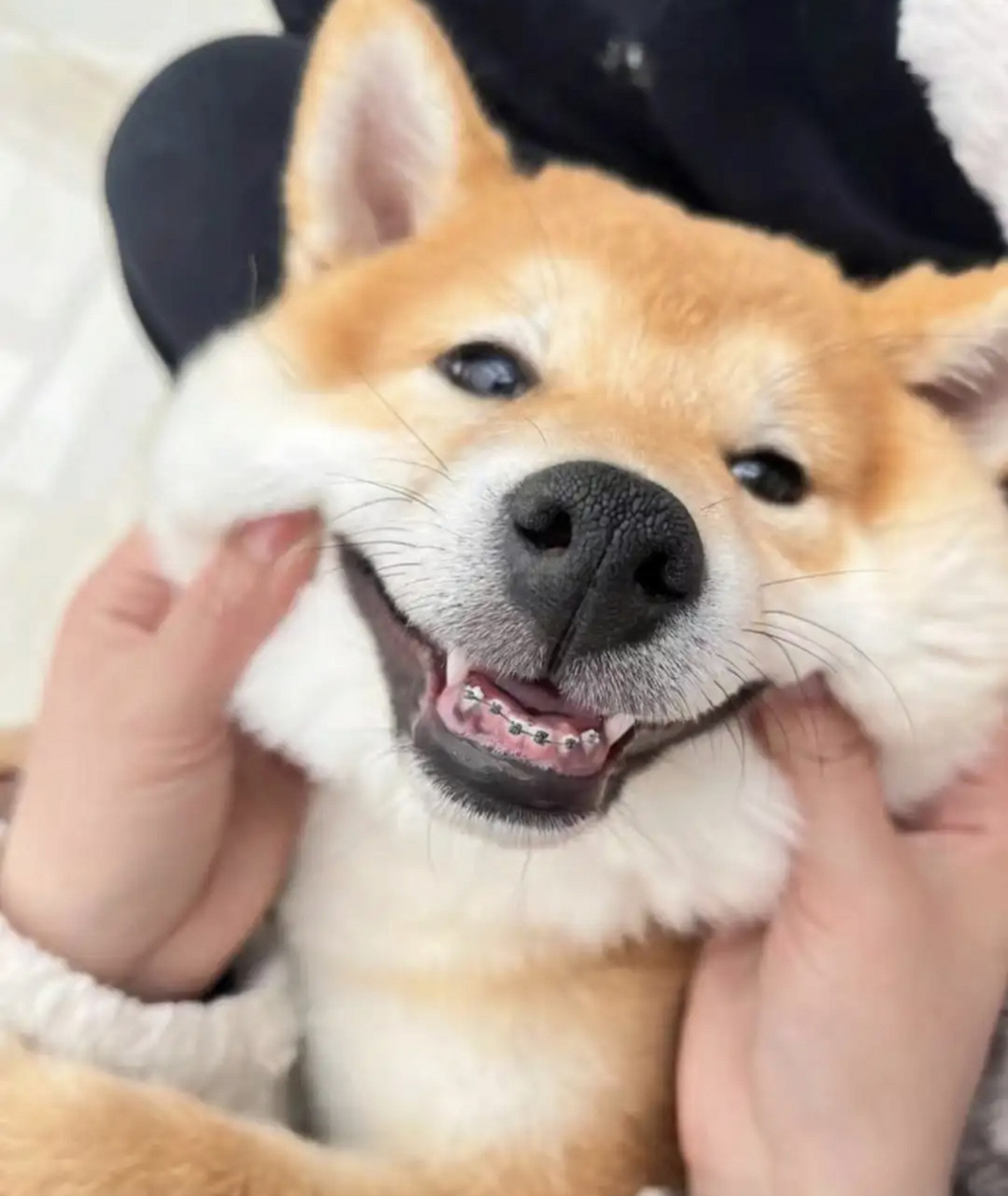 狗狗戴的起牙套 我都戴不起