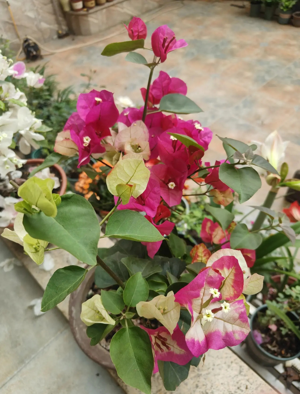 印度画报三角梅,相比其他品种,不太勤花,两次开花间隔时间三个月,单朵