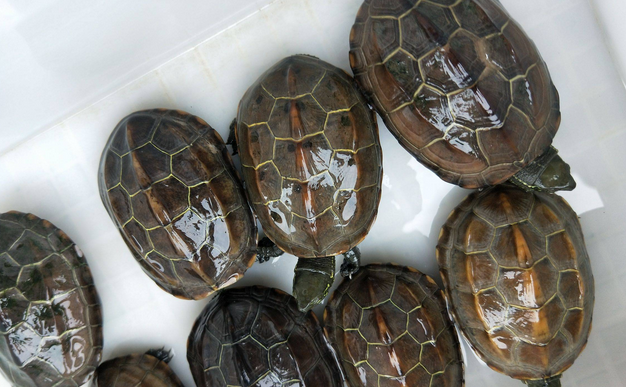 中华草龟:深入了解这种独特的水龟以及如何喂养