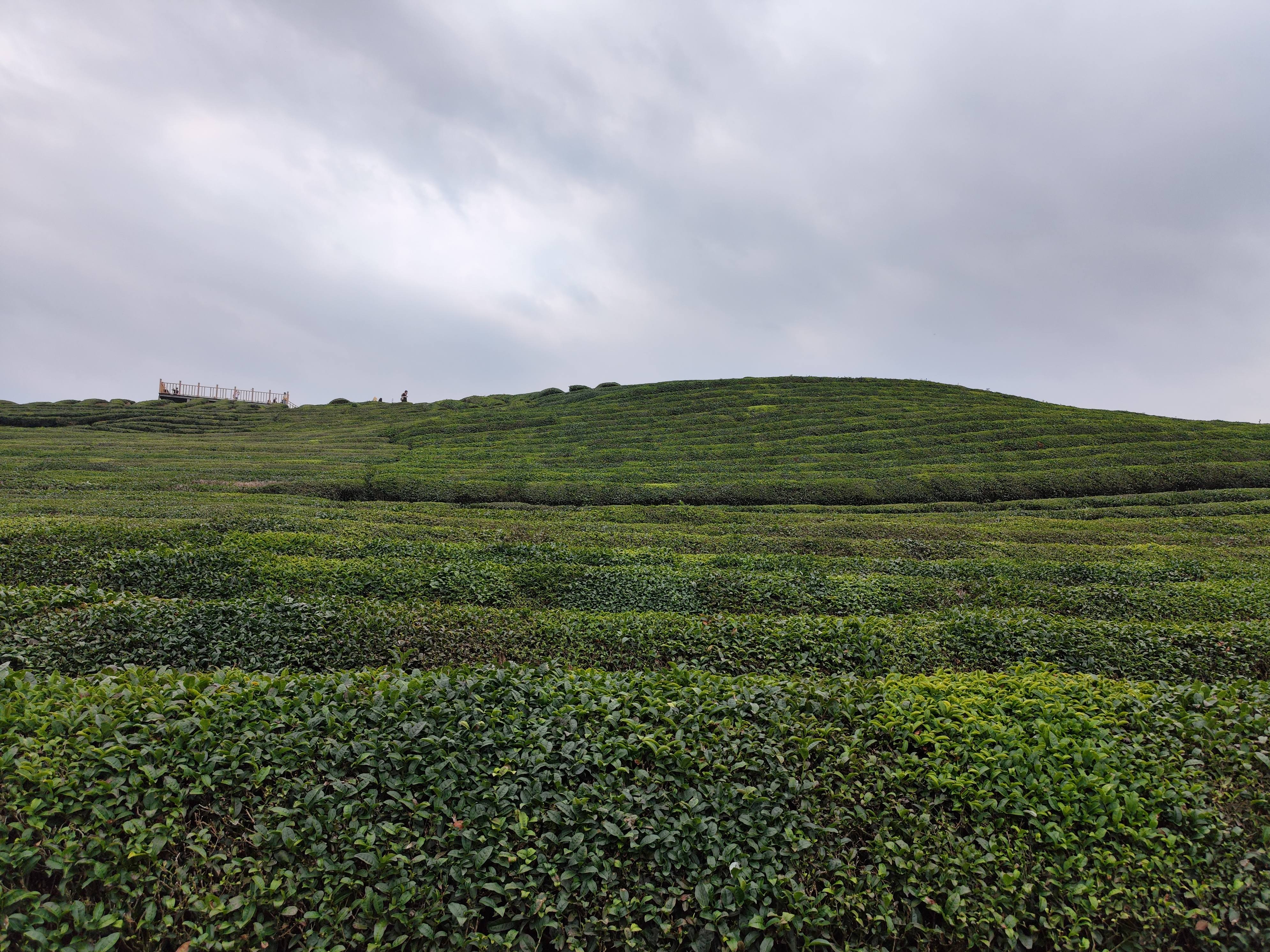 浮梁寒溪村,原来景德镇不仅是瓷都,还是茶之乡