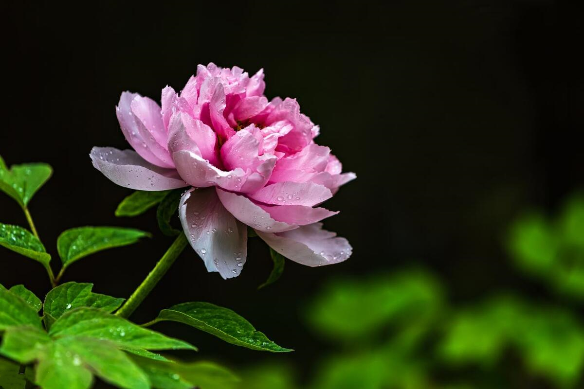 黑背景的牡丹花怎么拍?简单两步通俗易懂,手机拍照一学就会