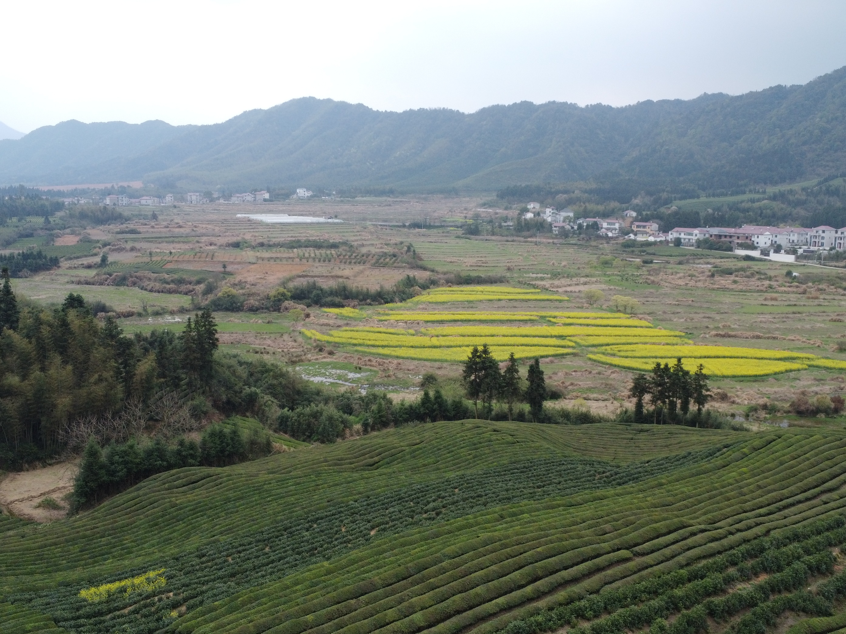 浮梁寒溪村,原来景德镇不仅是瓷都,还是茶之乡