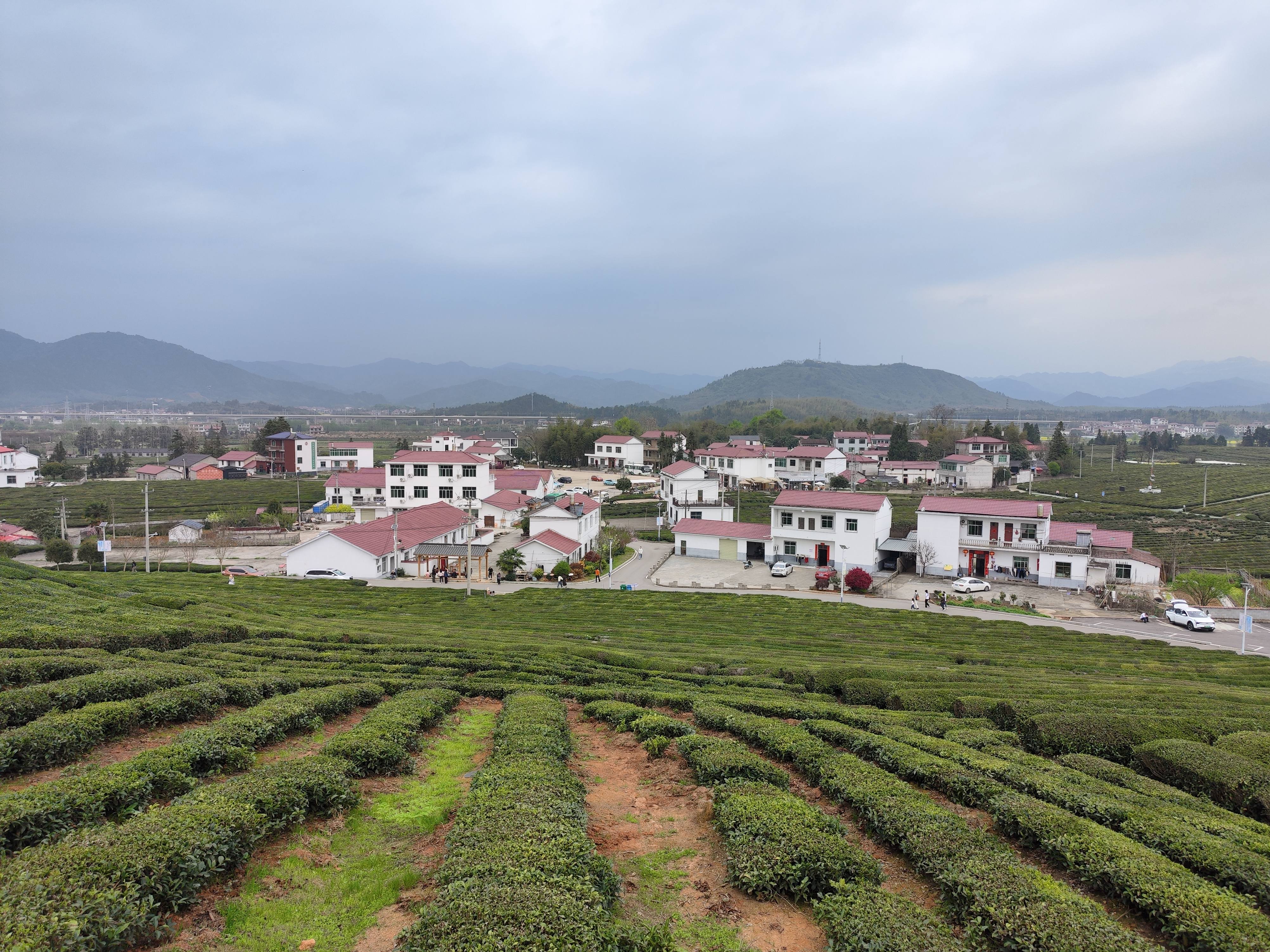 浮梁寒溪村,原来景德镇不仅是瓷都,还是茶之乡