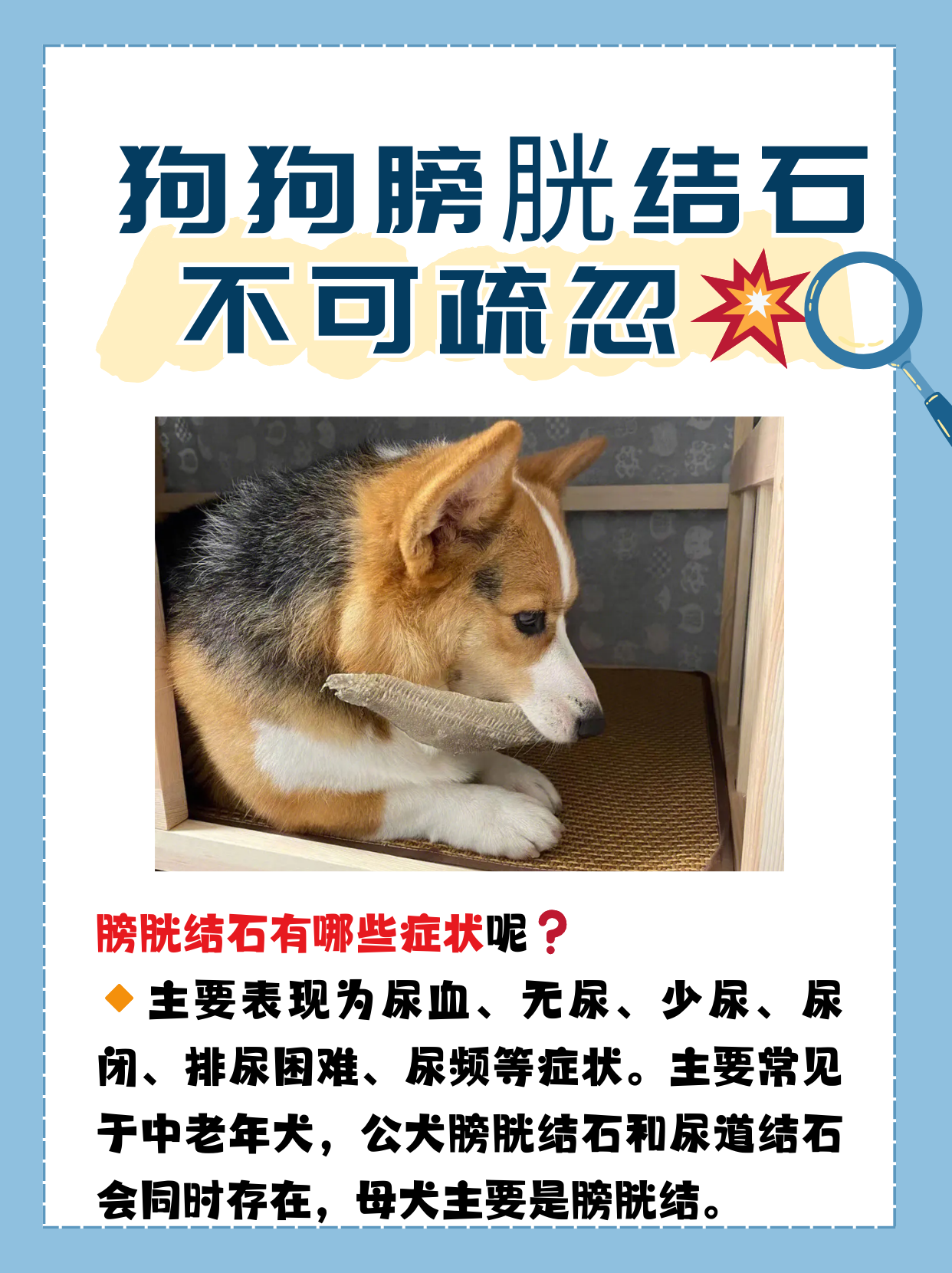 狗狗膀胱结石不可疏忽!