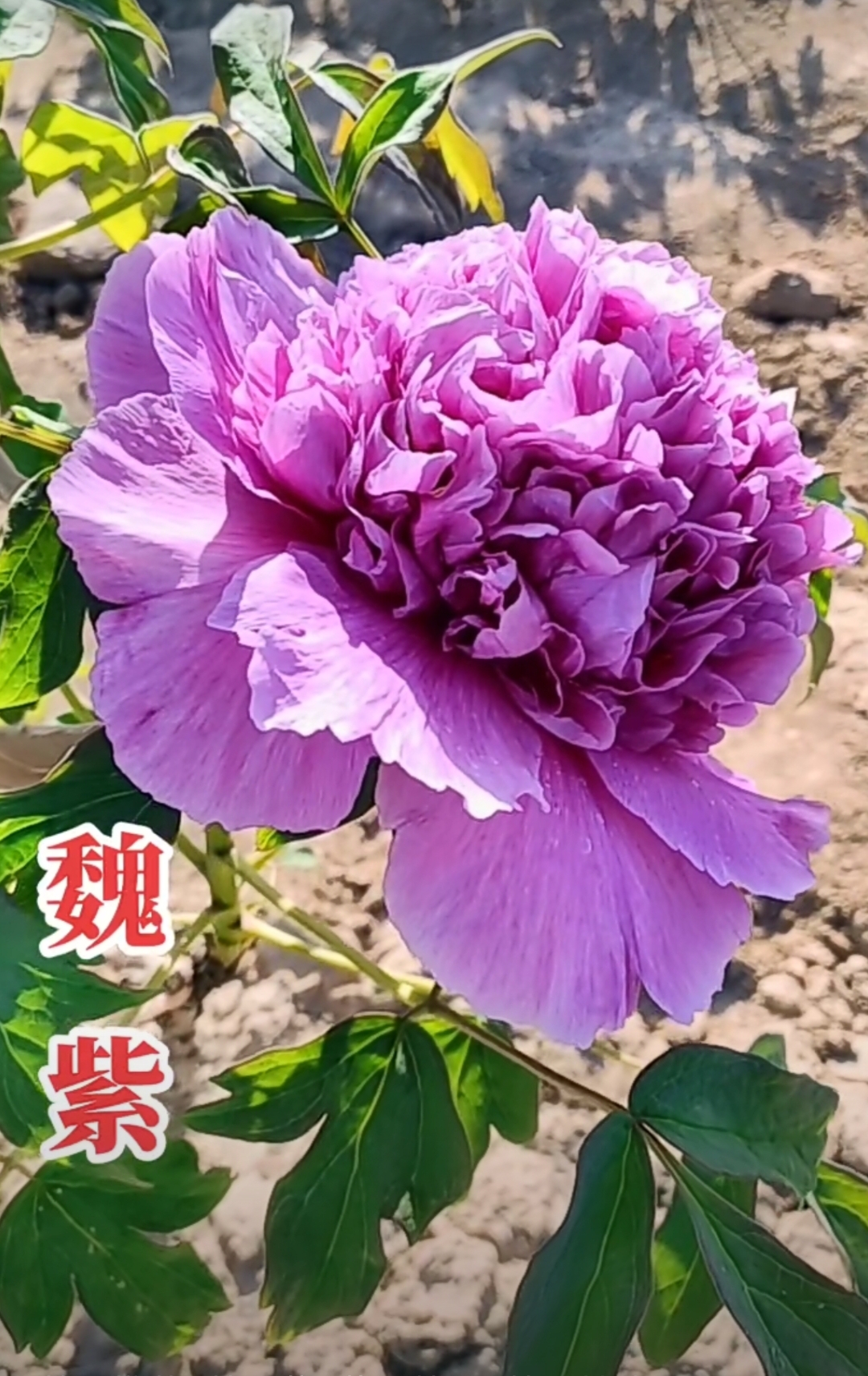 魏紫姚黄是牡丹中两个珍贵品种,前者出自魏仁浦家,后者出自姚氏民 ..