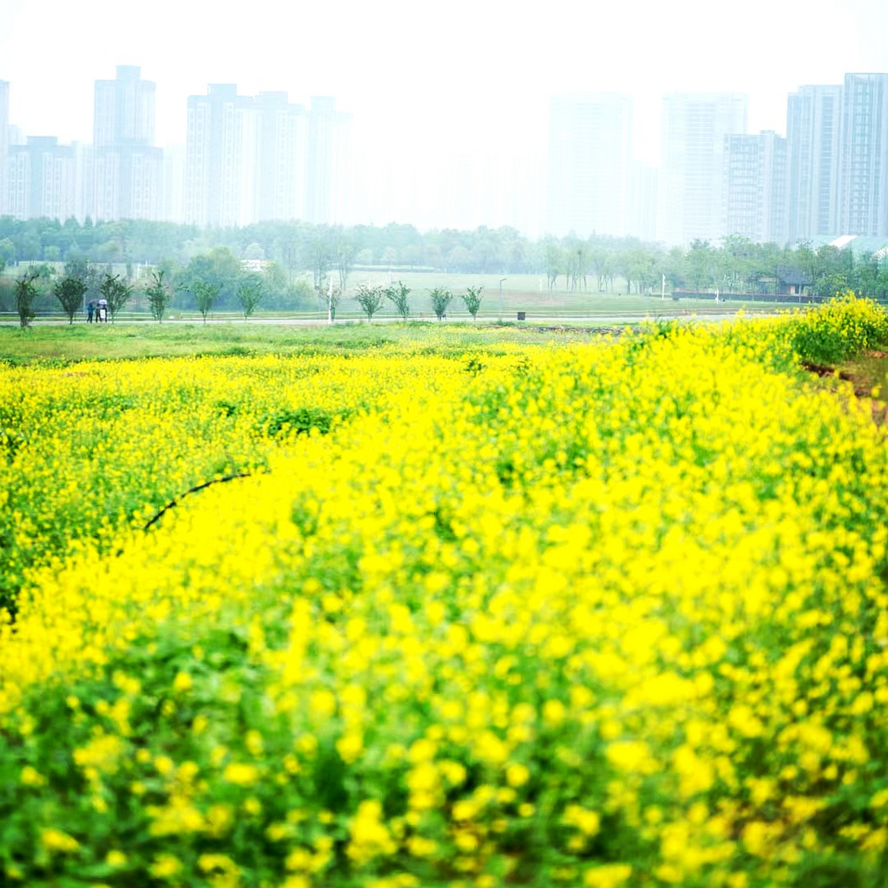 洋湖体育公园油菜花图片