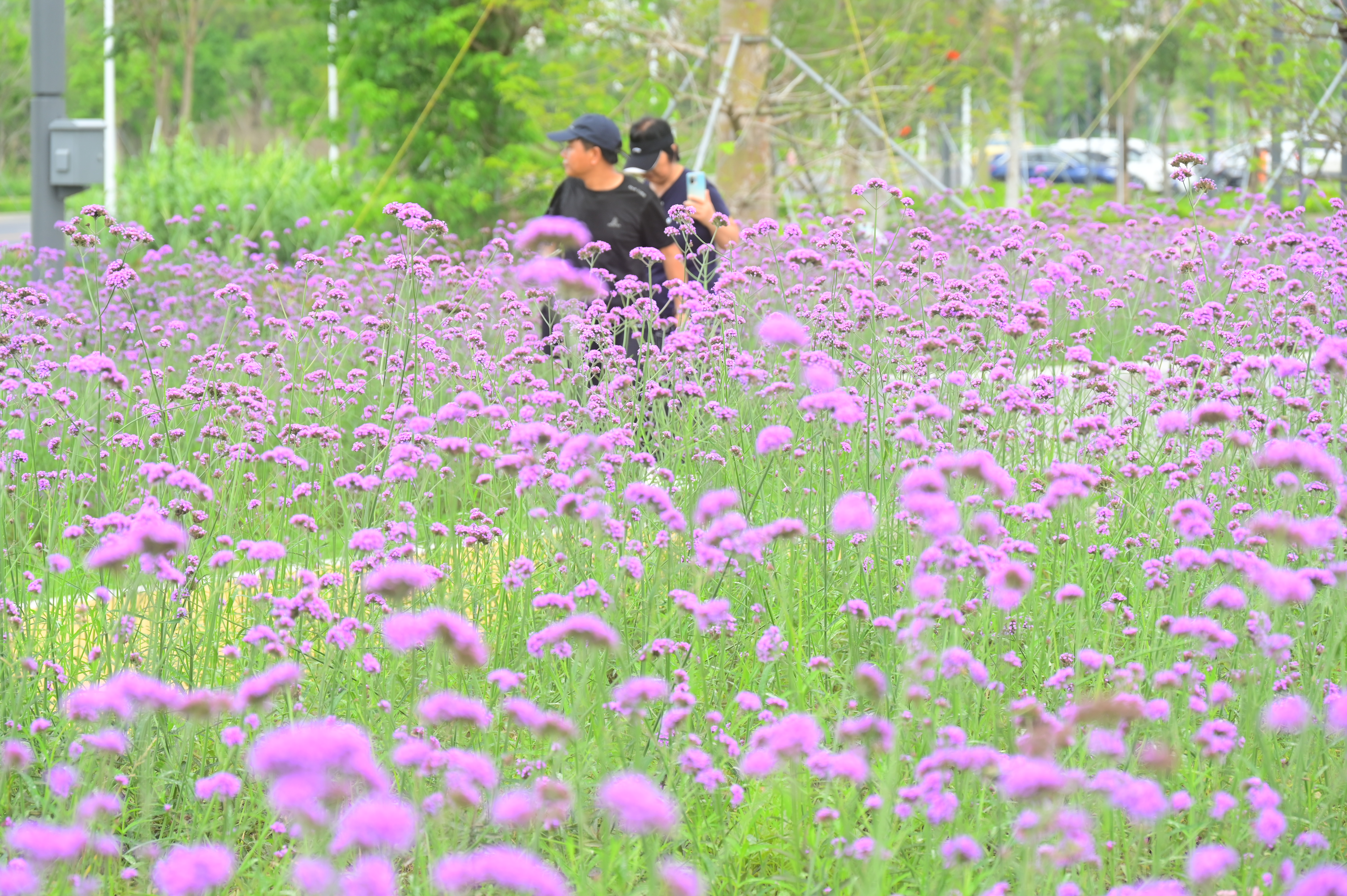 中山赏花图片