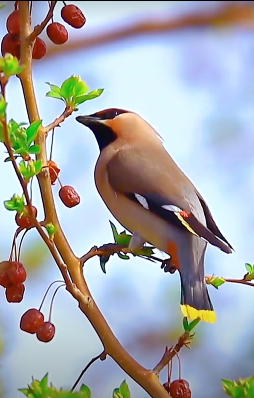 花鸟鱼虫. #和大自然的亲密接触# #记录大自然的动物世界