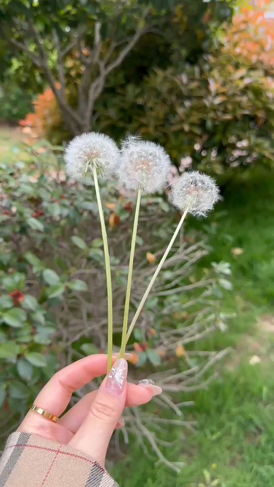 当风给予气力 蒲公英初绽微笑