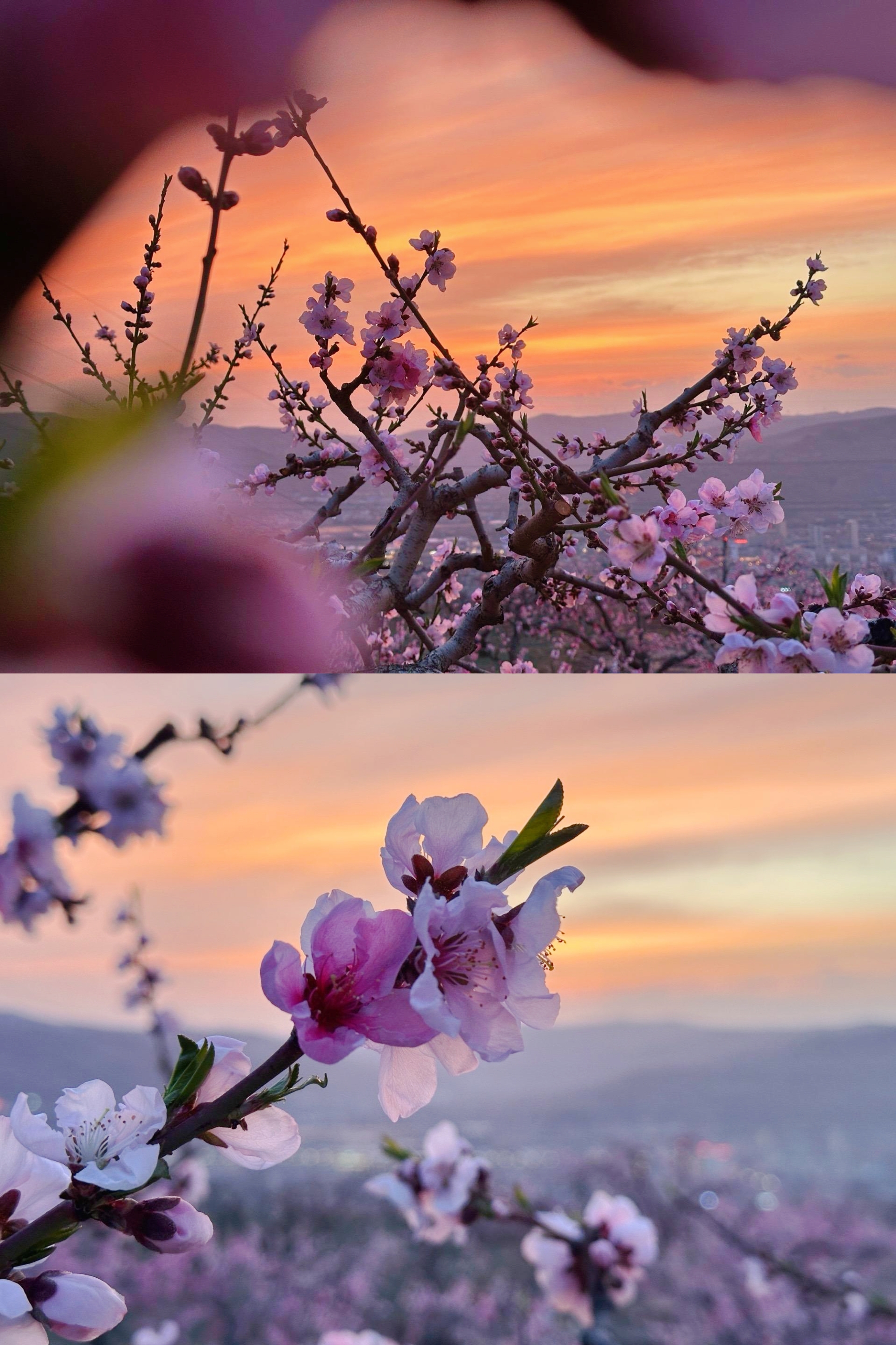 眼下又到了桃花盛开的时节,秦安刘坪桃园景区,漫山遍野的桃花竞相绽放