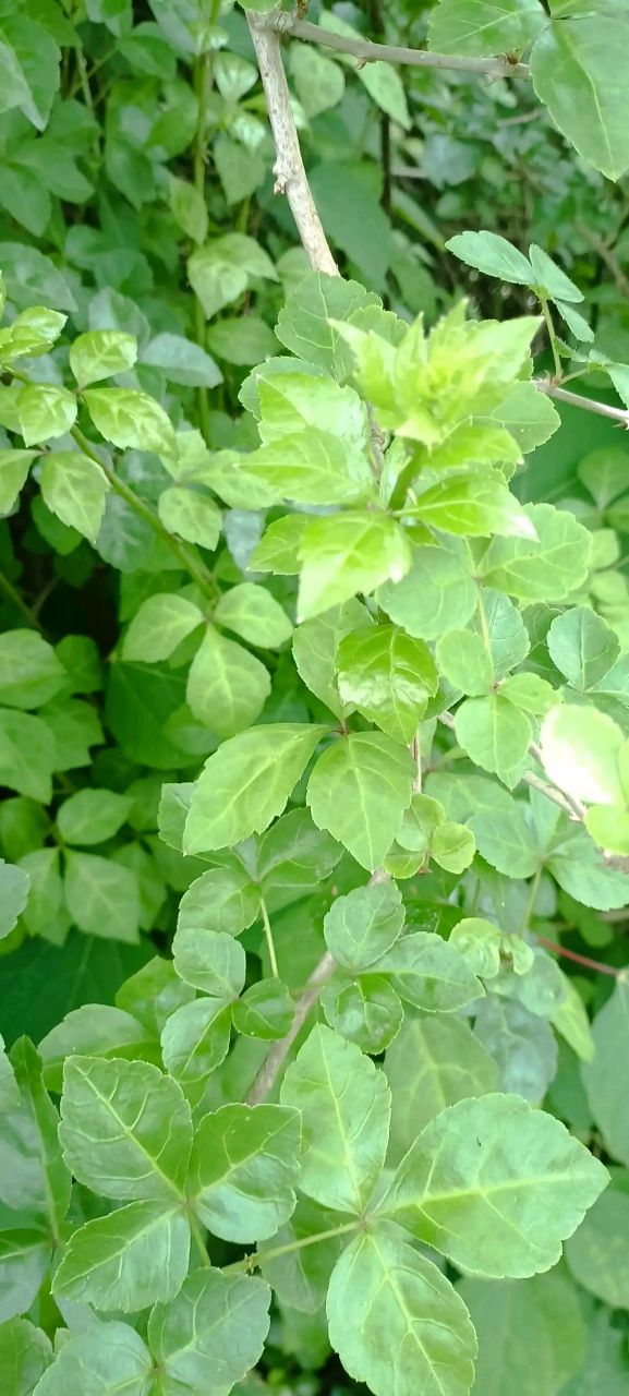 这种野菜全网认识它到底人不超过20%,这"簕菜"时令性太强!