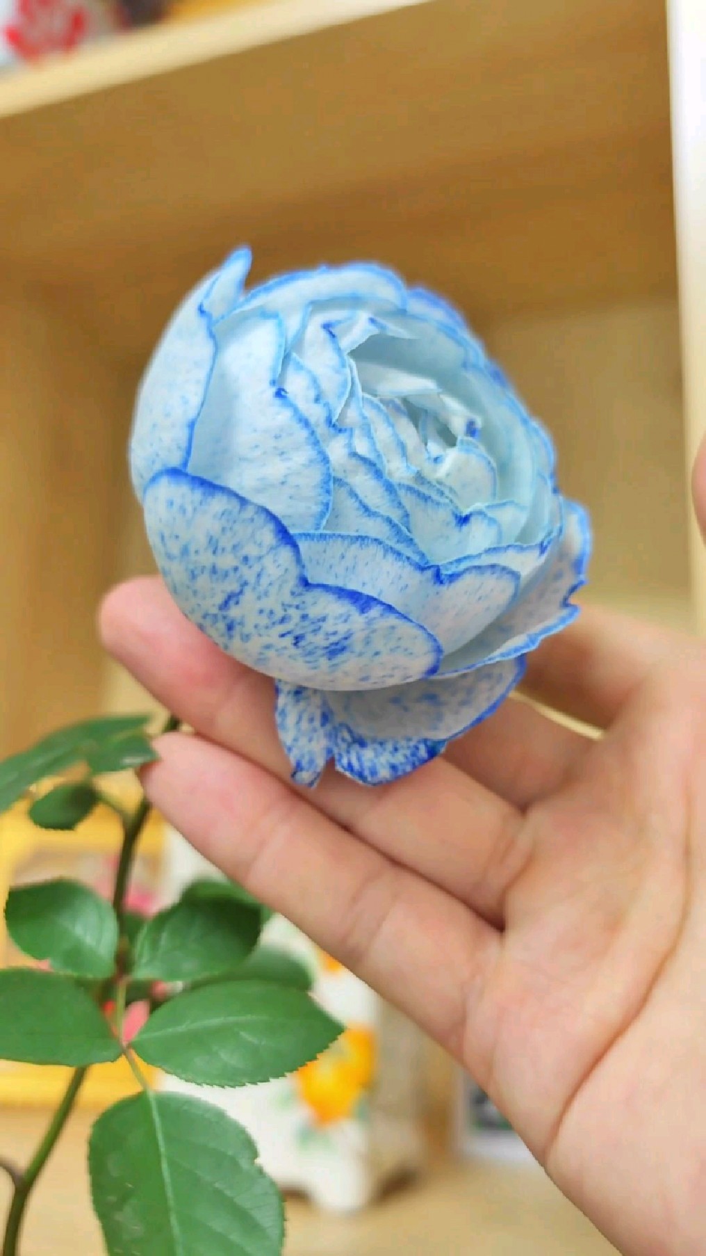 蓝色妖姬果然漂亮,但不存在这个品种,一般是白玫瑰染色的-度小视