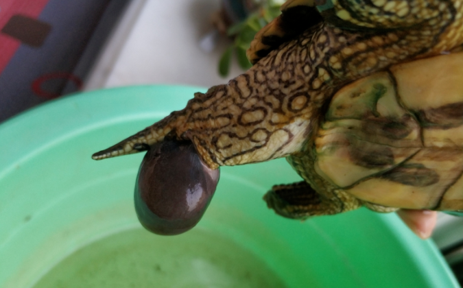 龟友必备知识:乌龟脱肛的六大原因解析