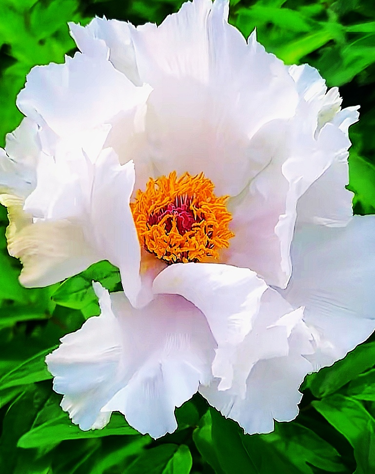 白牡丹花#洛阳牡丹
