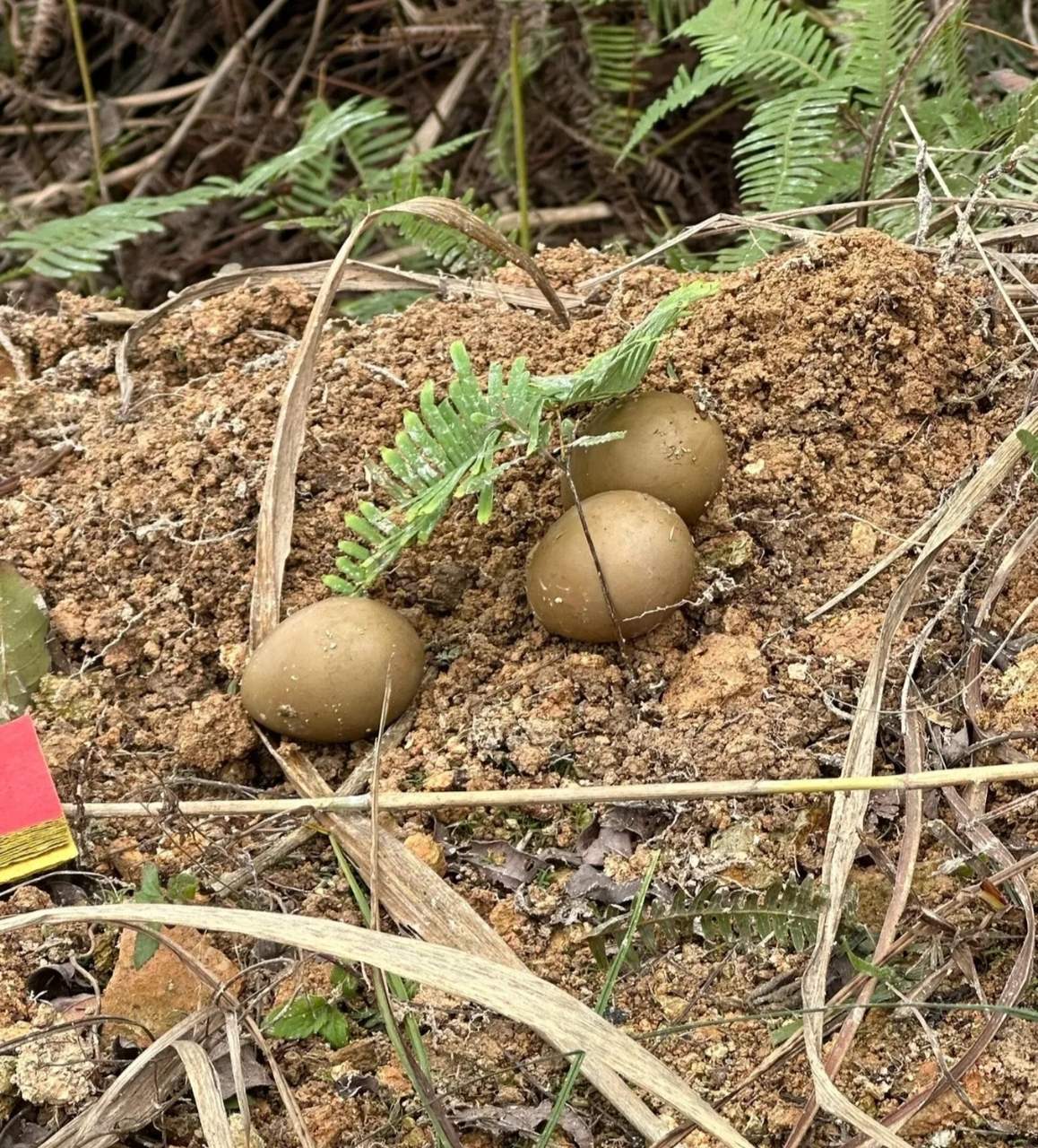 这蛇蛋,可以捡回家煮着吃吗?