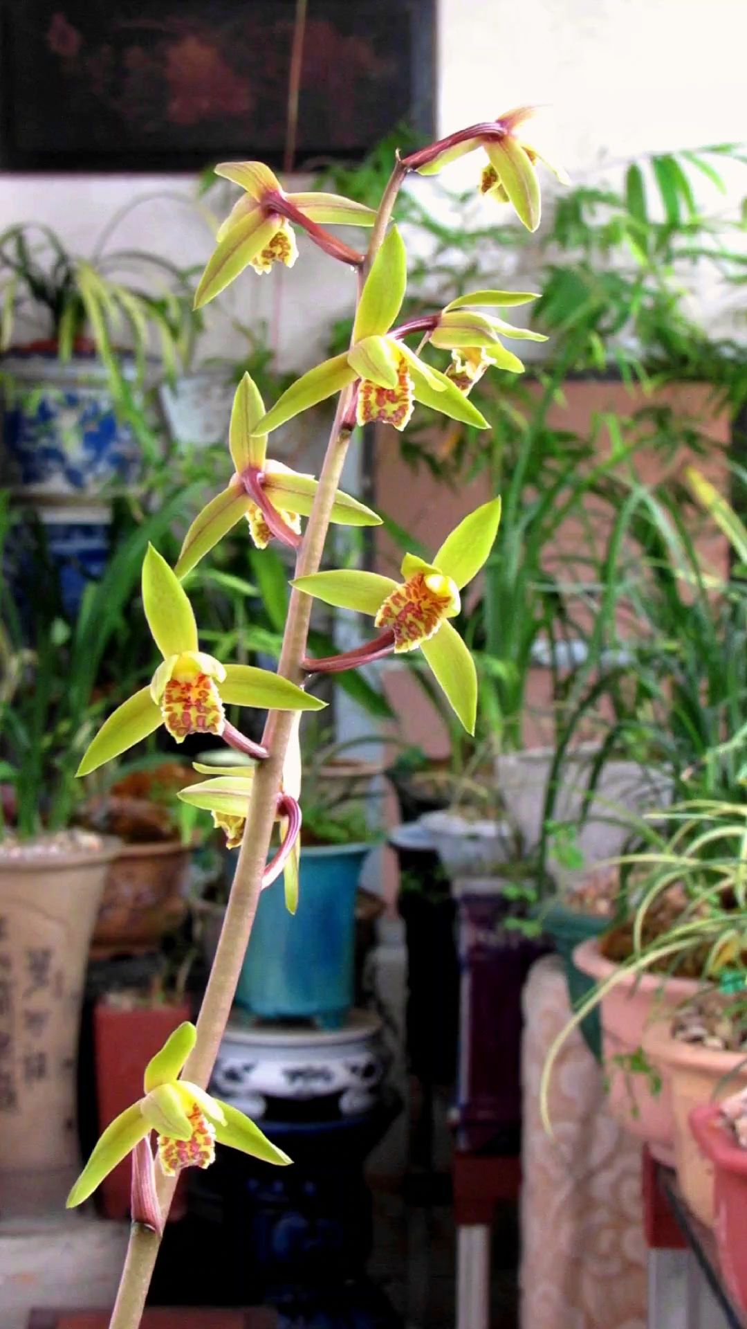 蕙兰宽叶半直立木纹草