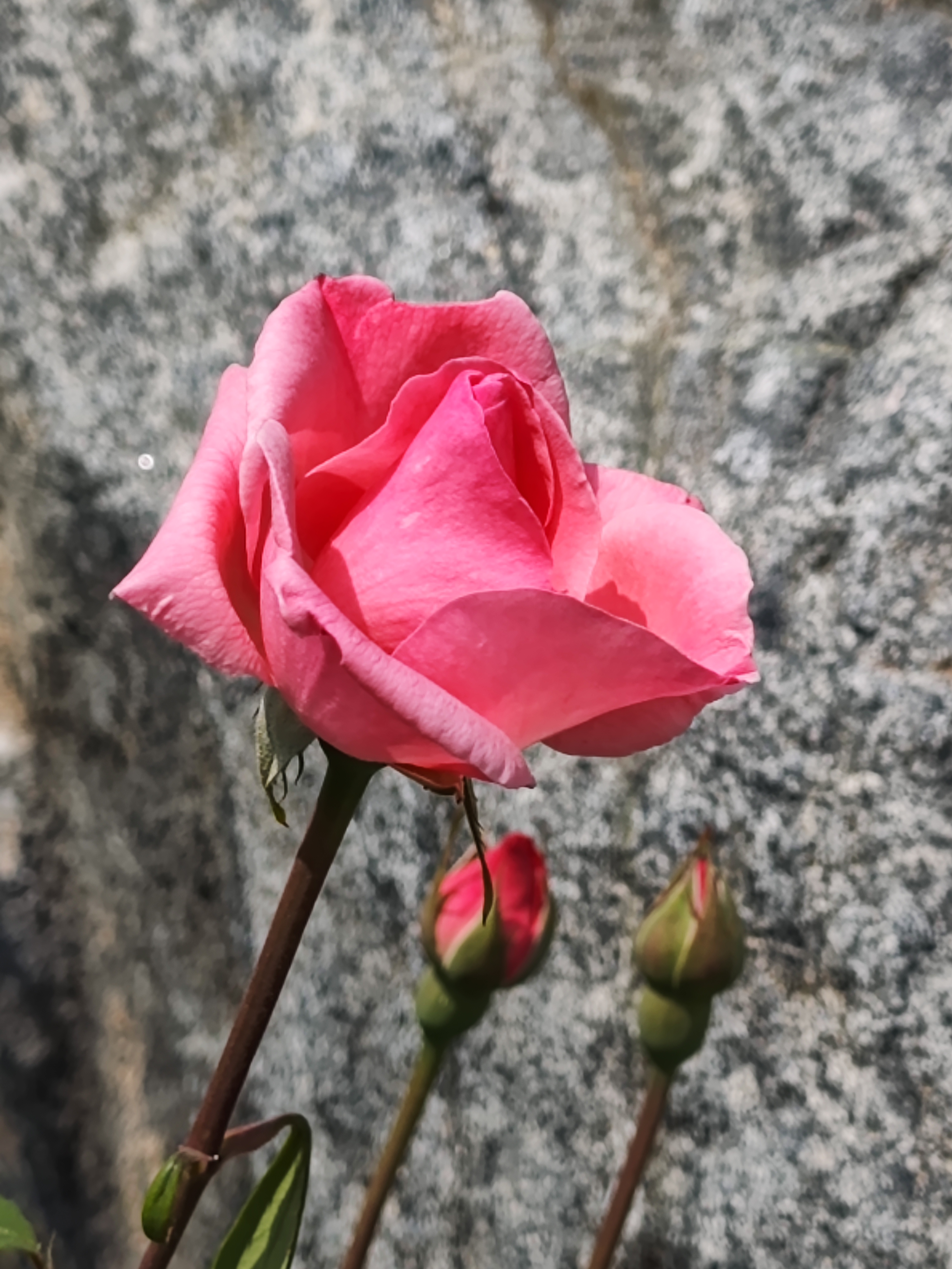 来看!郑州市花绽放