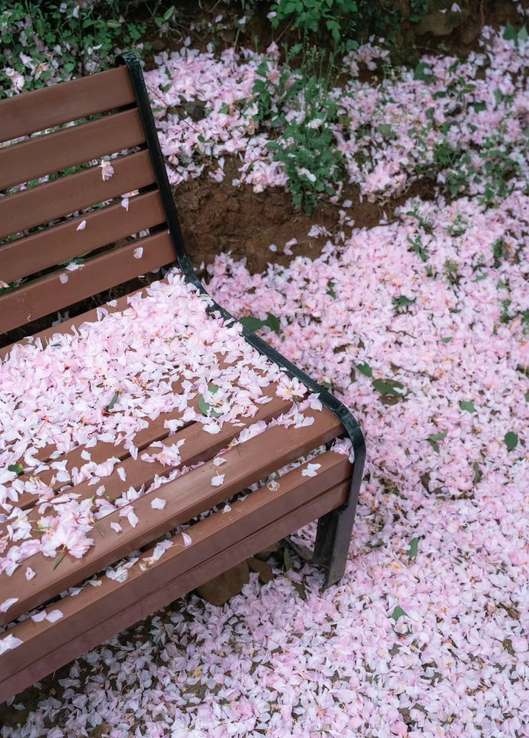 樱花的落下,是一种无声的诗,是一种无言的歌