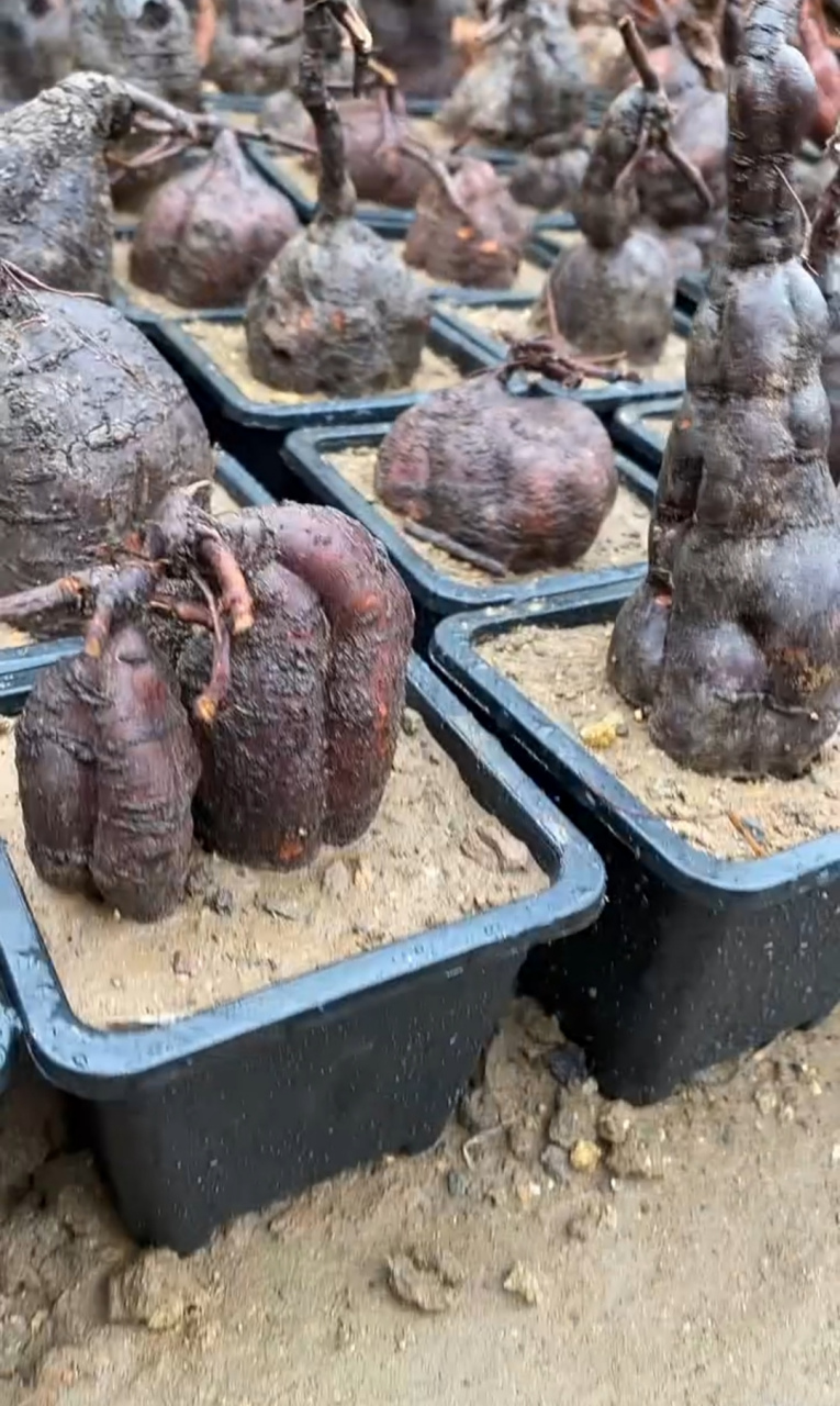 看人家这花盆里种的啥?