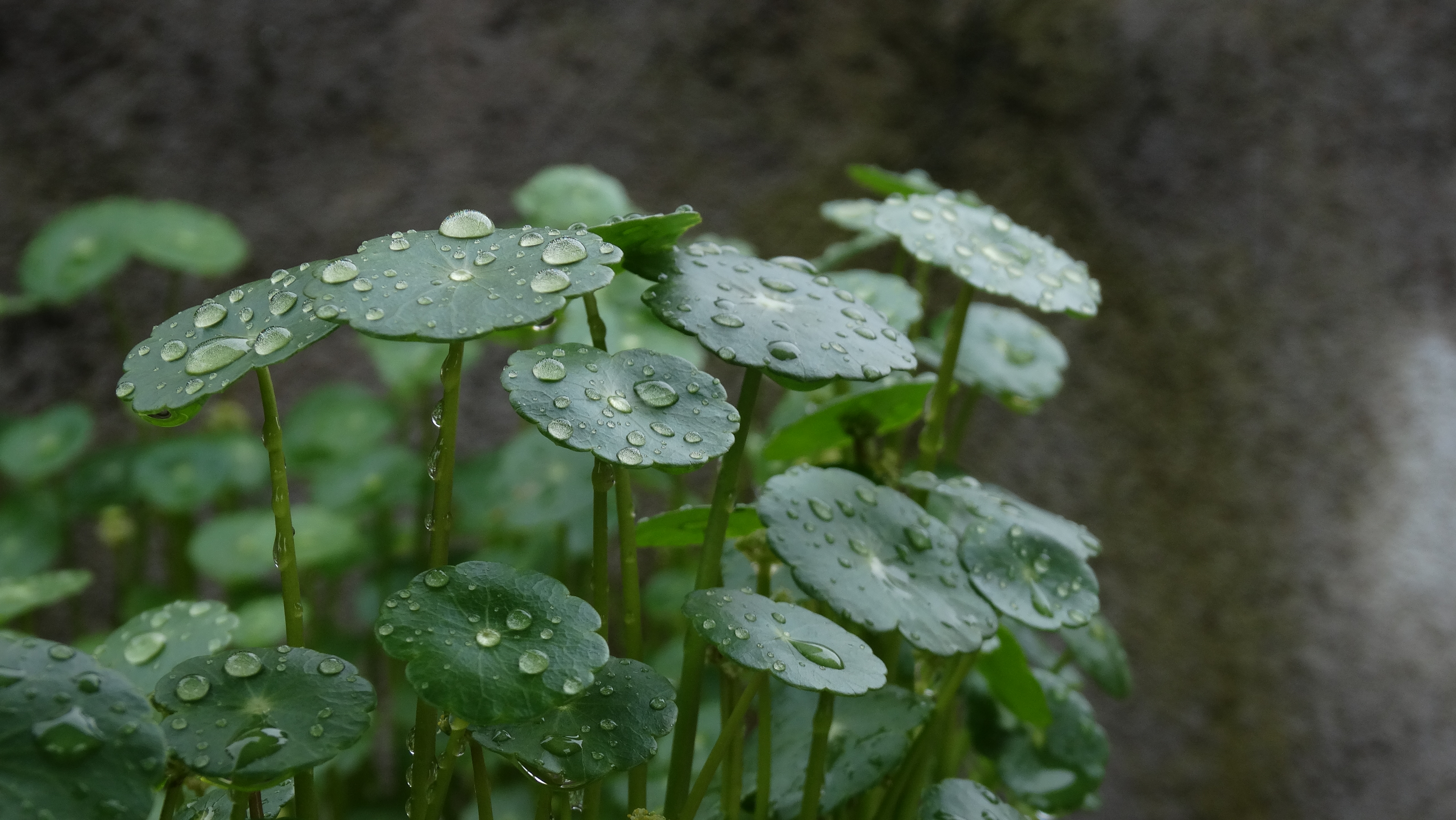 接住小雨滴呀～铜钱草