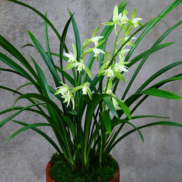 兰花好看,却不好伺候,凭着"6句口诀18个字",妥妥视觉盛宴