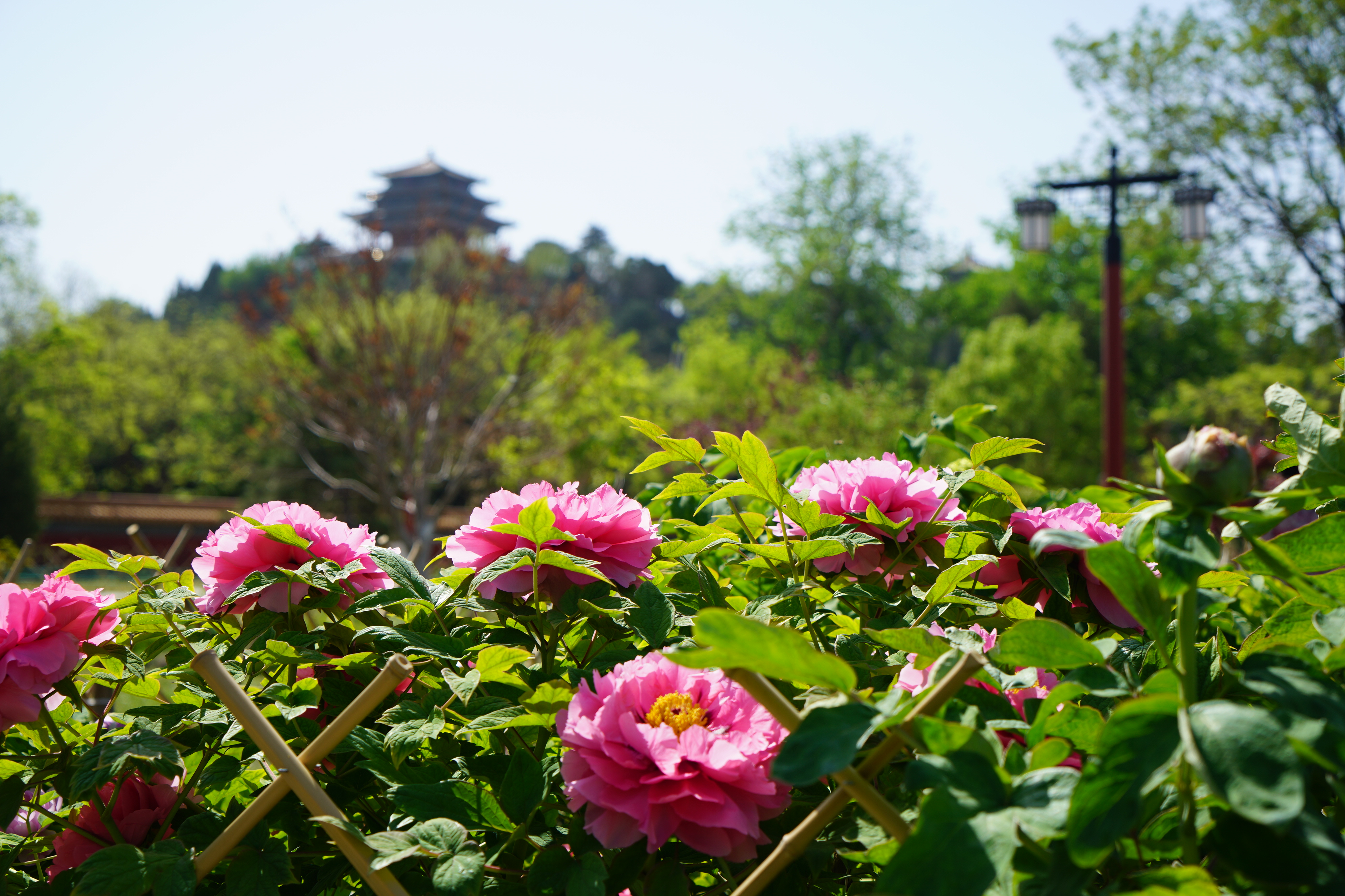 景山公园牡丹花期图片