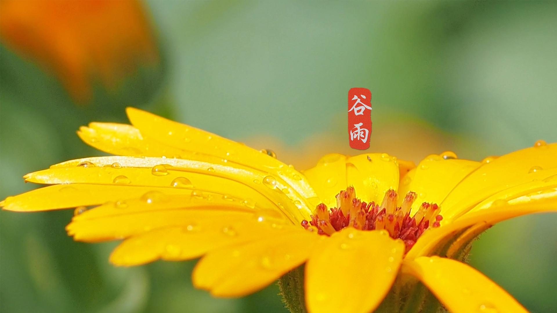 谷雨,作为二十四节气中的第六个节气,同时也是春季的最后一个节气