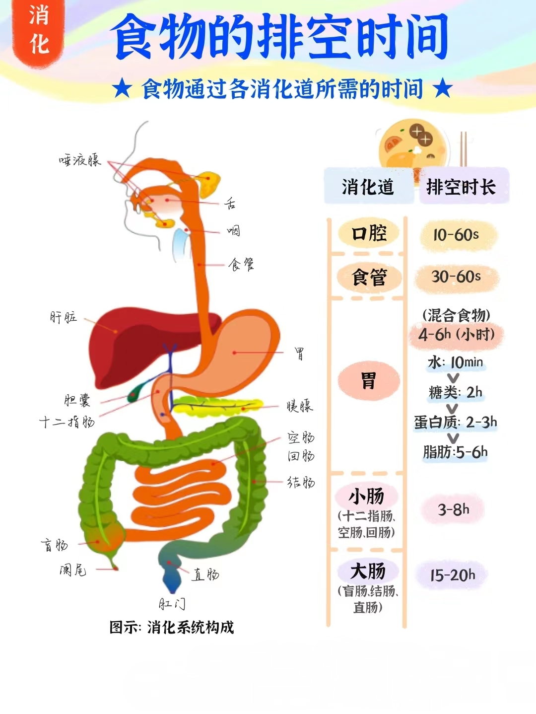 食管有多长图片