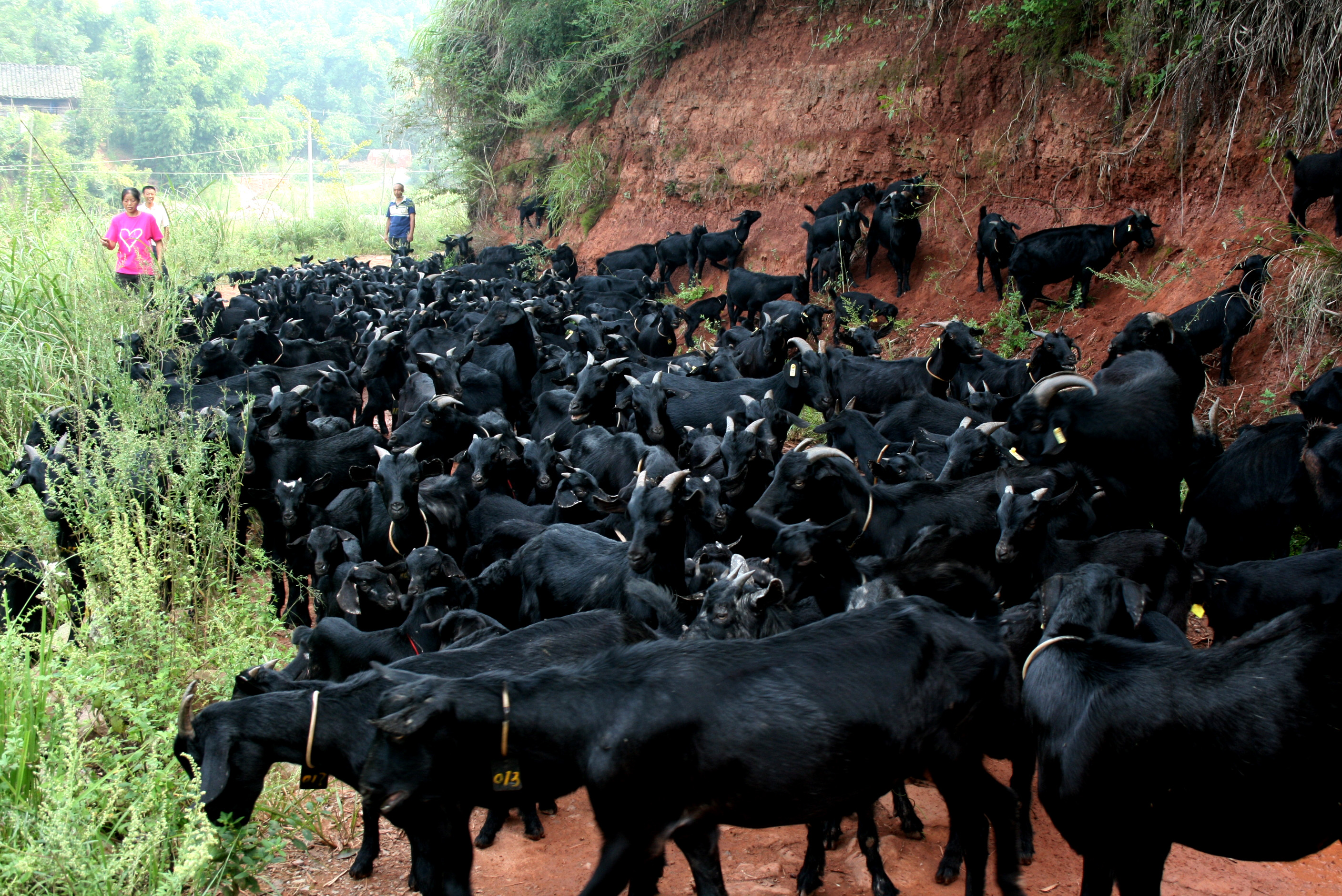 云南元谋老城乡黑山羊养殖成为四类人群增收"金宝贝"
